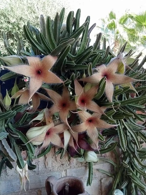 Stapelia gigantea