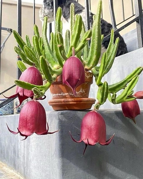 Stapelia leendertziae