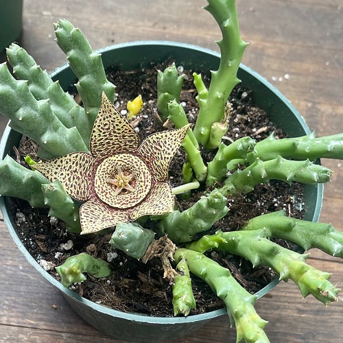 Best Stapelia Varieties 3