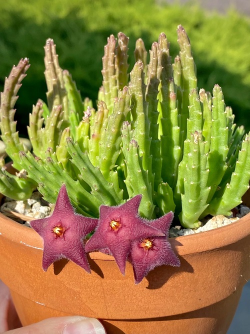 Best Stapelia Varieties 2