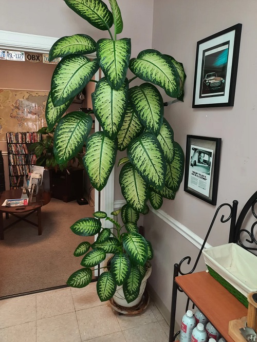 Beautiful Houseplants 3