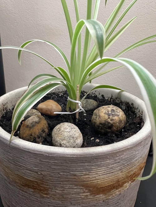 How Tying a Spider Plant Boosts Its Growth