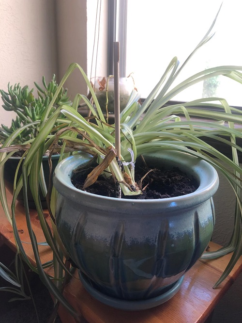 Why Tying Your Spider Plant Works Better Than Repotting for Growth 2