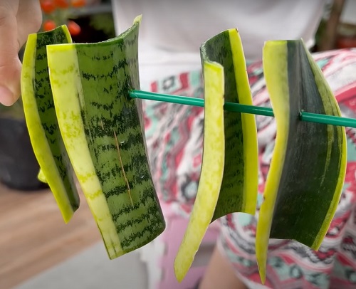 Straw to Multiply Snake Plant