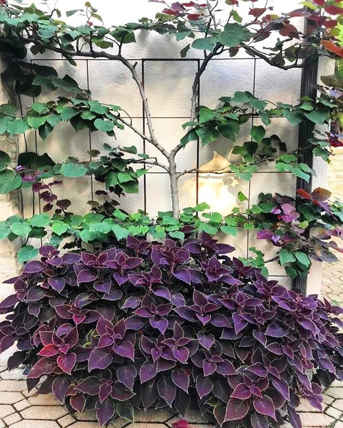 amazing Coleus Varieties
