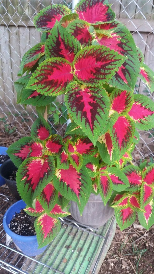 Coleus Varieties for garden