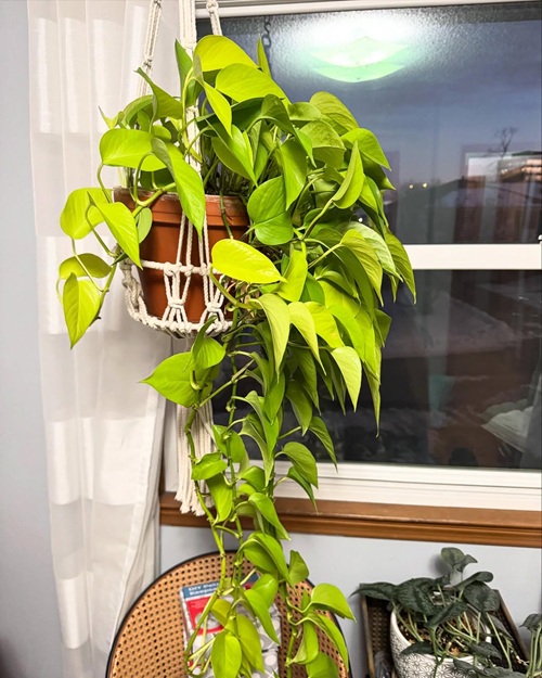 Choose the Right Pothos Variety