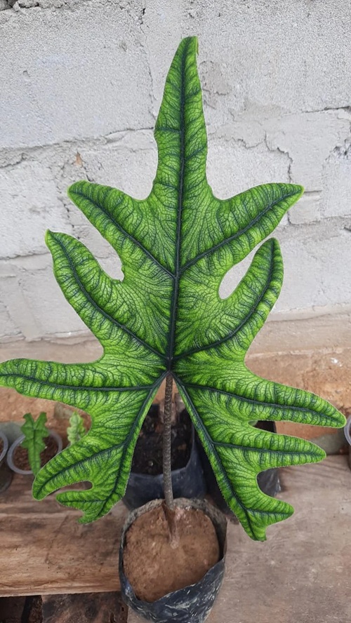 Propagating Alocasia Jacklyn