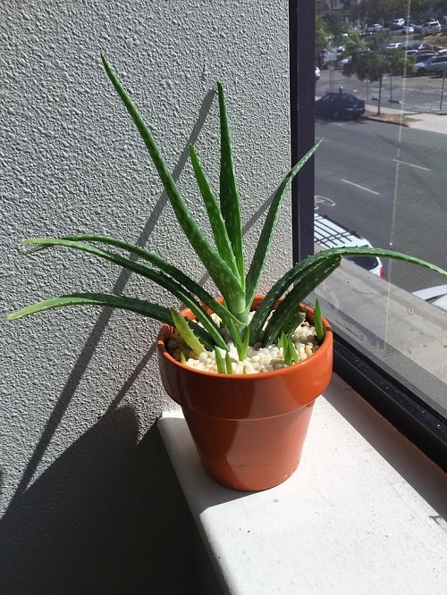 Houseplants You Can Split Without Cutting 5