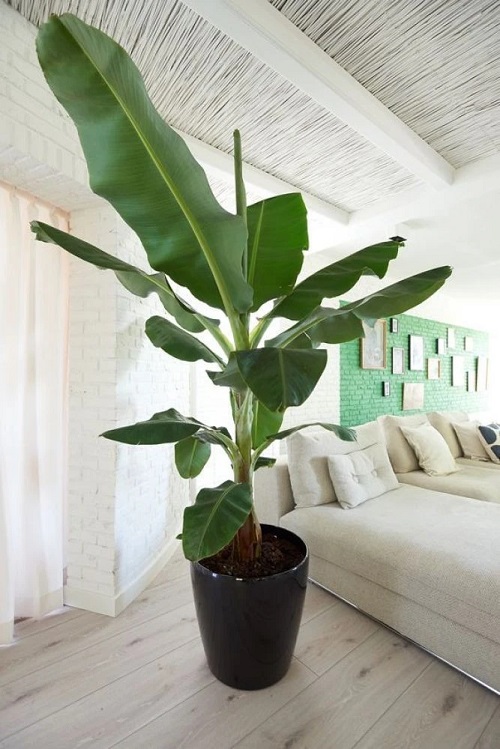 Beautiful Houseplants
