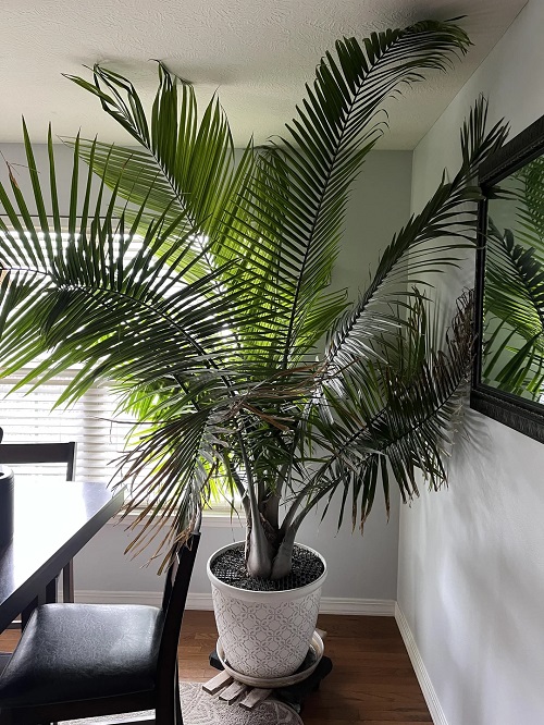 Beautiful Houseplants 2