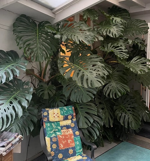 Outdoor Plants with Big Leaves