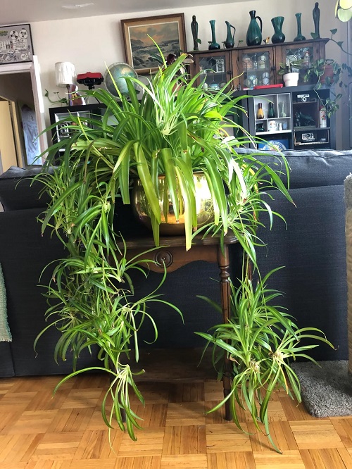 Why Tying Your Spider Plant Works Better Than Repotting for Growth 1