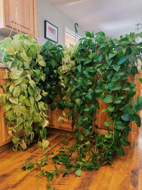 Tricks to Make Indoor Plants Fuller Without Repotting