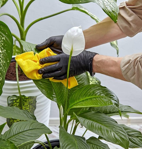 clean Peace lily leaves