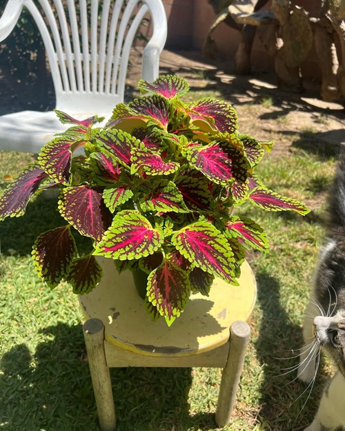 lovely Coleus Varieties indoor
