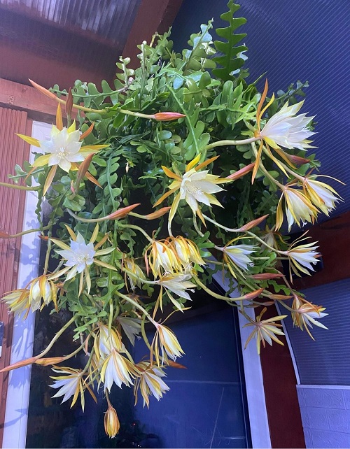 Fishbone Cactus Care and Growing Information 1