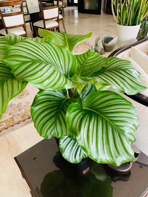 Calathea orbifolia