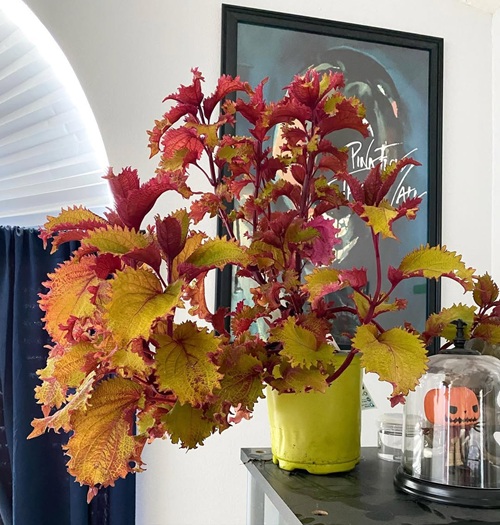 Best Coleus Varieties