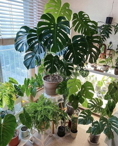 Houseplants You Can Split Without Cutting 1