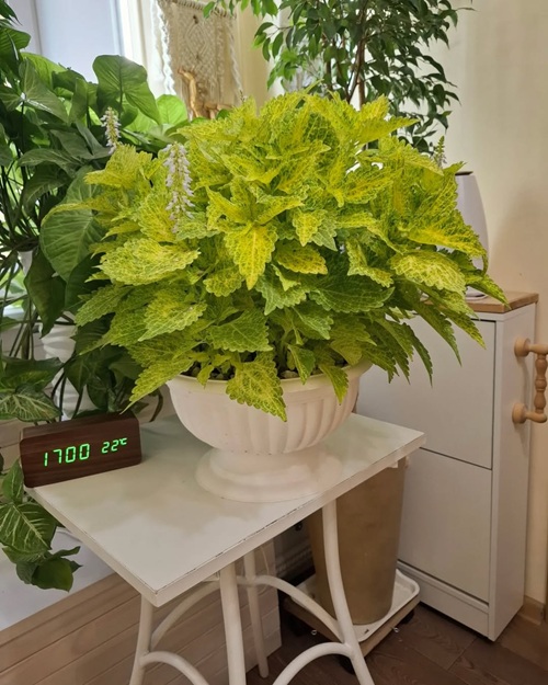 Best Coleus Varieties