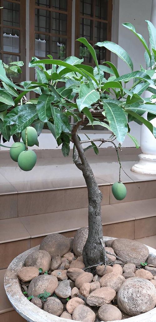 Mango Bonsai Tree Care and Growing Guide 1
