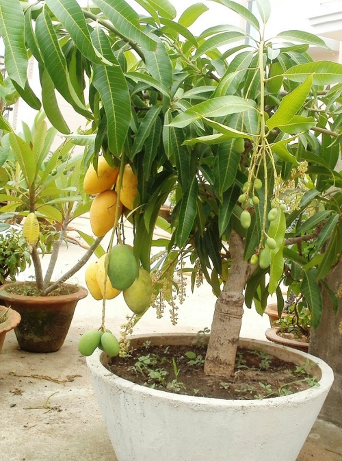 Growing a Mango Bonsai Tree indoor