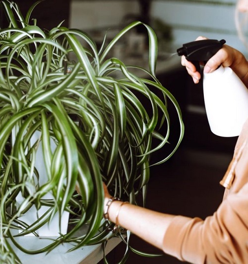 misting spray on spider plants