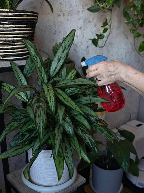 Why Mist and Wipe is the New Way to Grow Bushy Plants Indoors 1