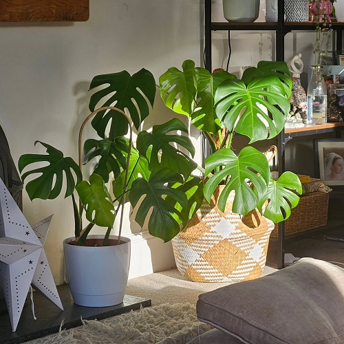 Make Your Monstera Split Faster 8