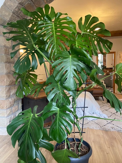 Make Your Monstera Split Faster 5