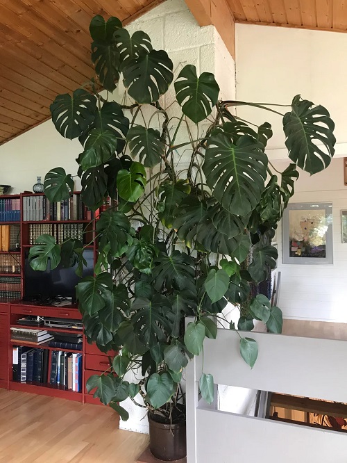 Sock Trick that Makes Your Houseplants Grow Fuller- No Repotting Required 1