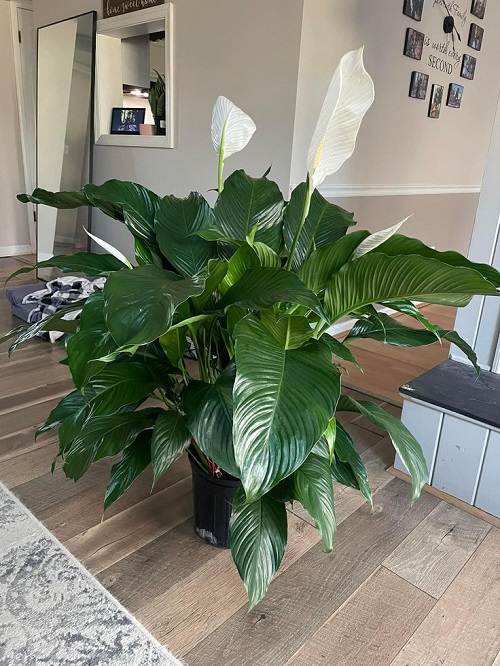 Houseplants You Can Split Without Cutting 4
