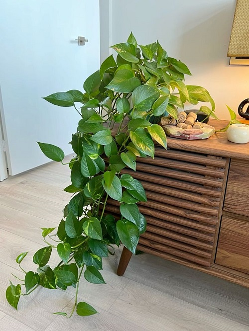 Houseplants You Can Split Without Cutting 7