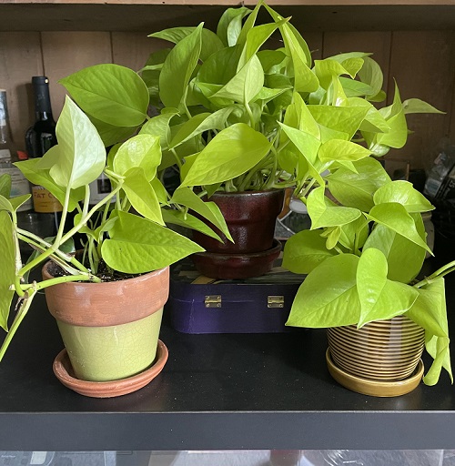 Pruning Plants 2