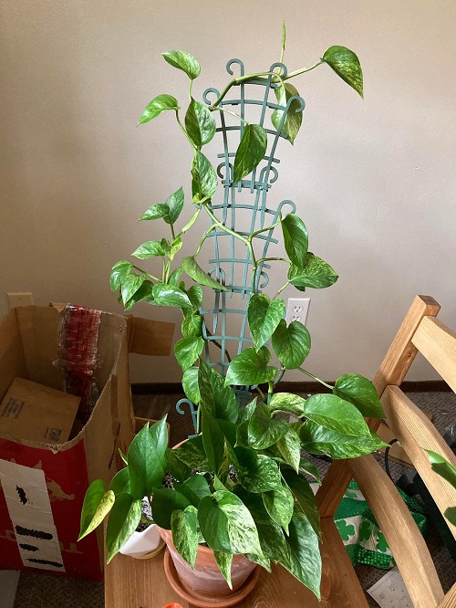 Tricks to Make Indoor Plants Fuller Without Repotting