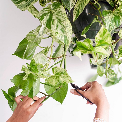 Pruning Plants
