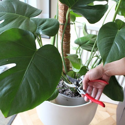 Make Your Monstera Split Faster 6