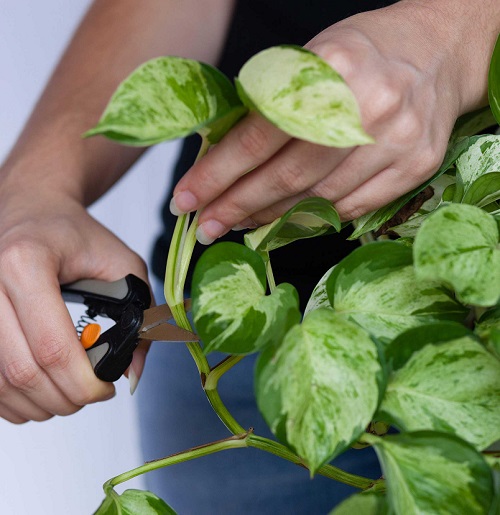 Genius Tricks to Make Indoor Plants Fuller Without Repotting 2