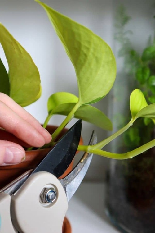 Trim and Prune for Fuller Growth