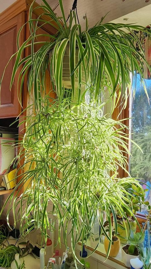 Houseplants You Can Split Without Cutting 2