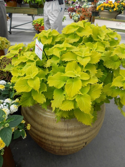 Best Coleus Varieties