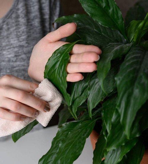 Why Mist and Wipe is the New Way to Grow Bushy Plants Indoors 2
