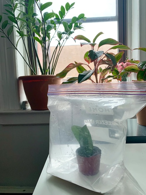 zz plant plastic bag greenhouse