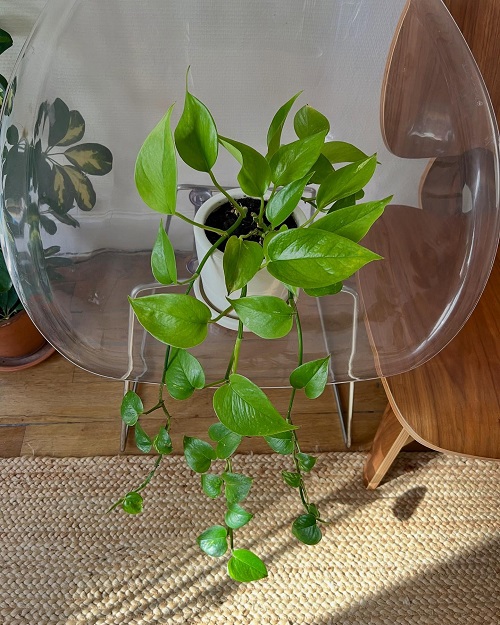 hack to Grow pothos wild 5