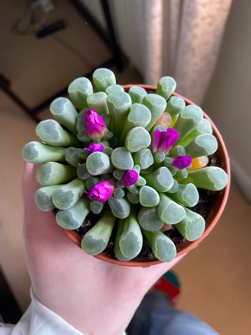 Baby Toes plant indoor