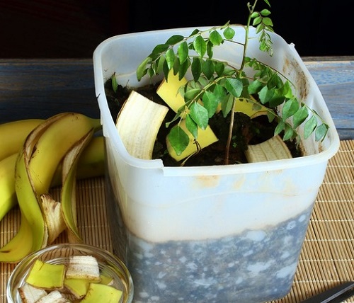 Banana peels