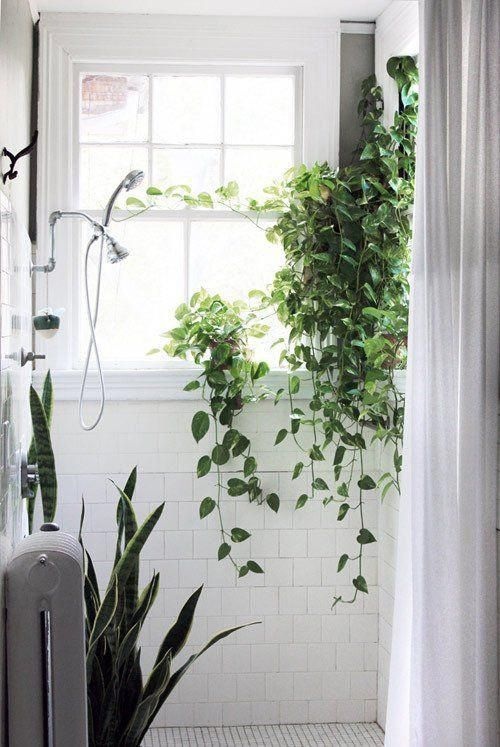 Places in Your Home Where Plants Grow Best