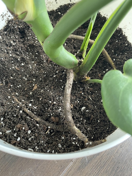 Burying the Stems by Mistake