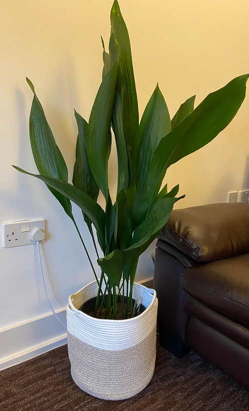 Indoor Plants that Hate Being Repotted But Still Grow Big 2